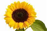 beautiful bright sunflowers isolated on white background