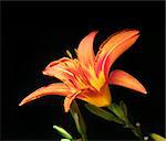 Beautiful orange lily in front of the dark background