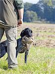 hunting dog with a catch