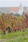 vineyard, Hnanice, Czech Republic