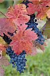 vineyard, Czech Republic