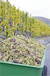 wine harvest, vineyard near Bernkastel, Rheinland Pfalz, Germany