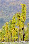 vineyards near Pommern, Rheinland Pfalz, Germany