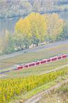 vineyards near Pommern, Rheinland Pfalz, Germany