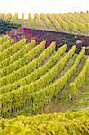 vineyards near Johannisberg Palace, Hessen, Germany