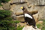 Eagle sitting on a rock