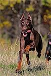 Brown doberman dog running fast