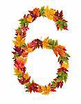 Alphabet et nombres de feuilles d'arbre automne érable.