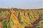 Tobacco cut,speared onto wood lath and set upright to dry in the field.This is a farm in Lancaster County,Pennsylvania,USA.