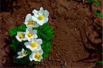 The unusual beautiful Daisies in the morning