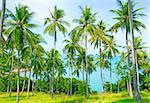 Beautiful beach with palm tree