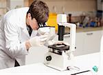 Science student looking in a microscope in a laboratory