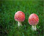 Two fly agaric mushrooms on green grass