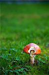 One fly agaric mushroom on green grass