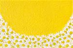 Group of Chamomile flower heads over handmade paper - frame