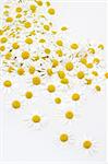 Group of Chamomile flower heads isolated on white background