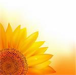 Sunflower, Vector Illustration
