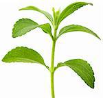 Full focus of Stevia rebaudiana, sweetleaf sugar substitute cutout