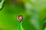 ladybug in the garden or in the green nature