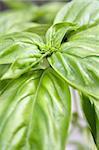 An up close view of a basil plant.