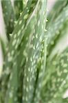An up close view of an aloe plant.