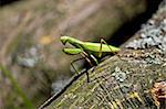Green Praying Mantis in natural wooden environment