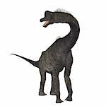 The Brachiosaurus dinosaur was a sauropod from the Jurassic Period. Its forelimbs were much longer then its hind limbs giving it the look of the modern giraffe. This herbivore browsed the treetops in North America.
