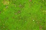 closeup of a moss in forest, green background