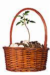 Green plant growing out of a pile of golden coins in a basket on a white background.