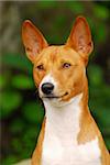 The Basenji is a breed of hunting dog that was bred from stock originating in central Africa. Most of the major kennel clubs in the English-speaking world place the breed in the Hound Group; more specifically, it may be classified as belonging to the sighthound type. The Federation Cynologique Internationale places the breed in Group 5, Spitz and Primitive types, and the United Kennel Club (US) pl