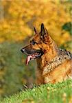 Portrait of a German shepherd. Bright autumn day