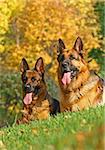 2 german shepherds on the green grass in bright autumn day