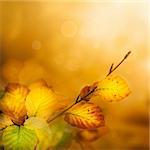 Colorful Autumn leaves background with bokeh lights