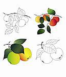 drawing apples branches set
