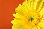 Delicate background with Beautiful yellow gerber flower