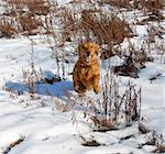 orange young golden retriever dog running at snow