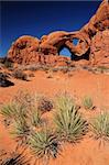 Rocky desert landscape with cactus in the foreground and double arch at Arches National Park