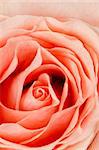 Pink rose flower background, top view closeup.