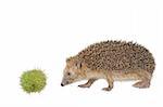 chestnut and hedgehog on white background
