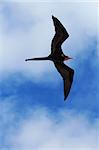 A male magnificent frigatebird (Fregata magnificens) flies overhead off the Galapagos Islands, Ecuador against a blue sky and white clouds vertical