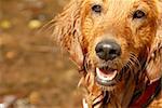 orange wet golden retriever dog portrait outdoors