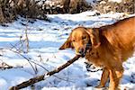 orange young golden retriever dog playing with a stick at snow