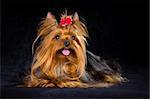 Yorkshire Terrier on a light black background