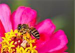 honey bee on pink flower collecting nectar