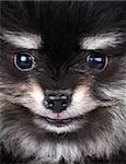 Closeup of a Pomeranian dog