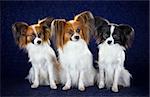 Three dog breeds Papillon on dark blue background