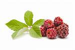 freshly picked blackberries on white background