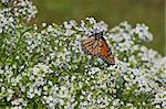 beautiful Monarch butterfly on a flower blossom