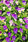 Floral background of blooming purple pansies flowers