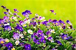 Flowering purple pansies in the garden as floral background